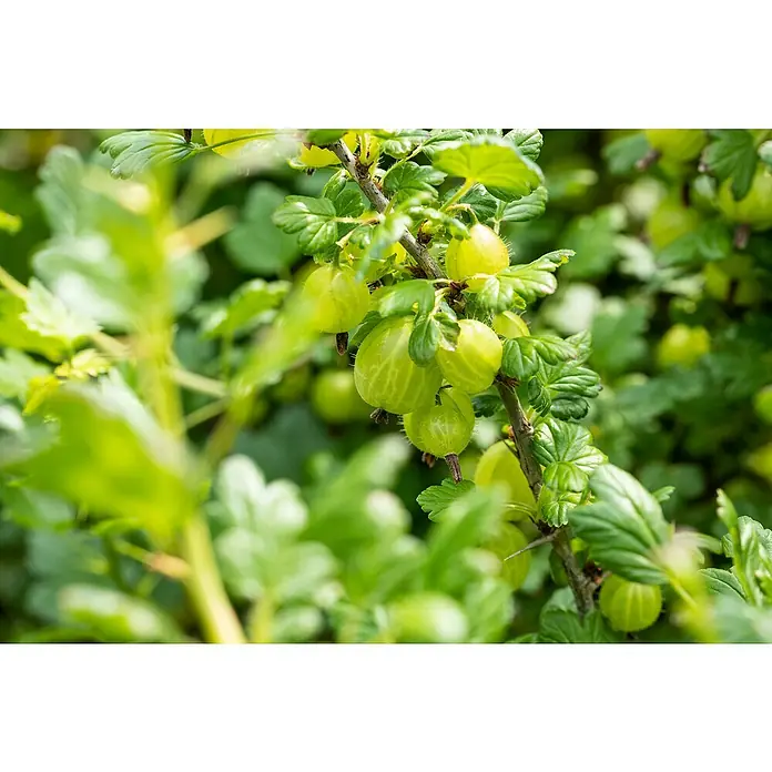 Stachelbeere Bio - Ribes uva-crispa Invicta, Topfgröße: 23 cm, 5 l, Erntezeit: Juli - Nahaufnahme von frischen, grünen Stachelbeeren, die an einem Stachelbeerstrauch im Garten wachsen. Köstliches, saisonales Obst!