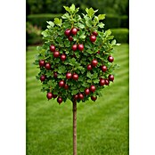Stachelbeere Bio (Ribes uva-crispa 'Hinnonmäki Rot', Topfgröße: 23 cm, Erntezeit: Juli) | BAUHAUS