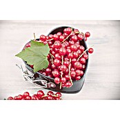Ribes rubrum 23 i.S.gem.
