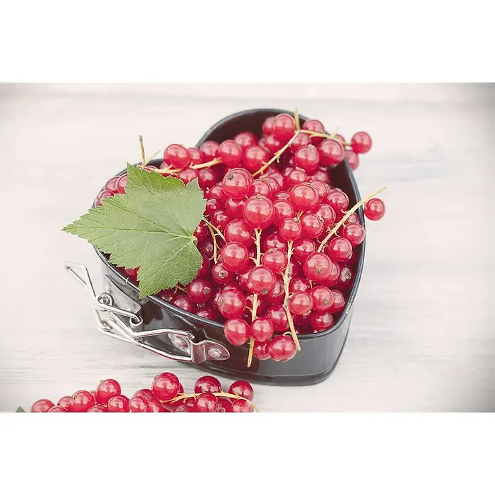 Piardino Bio Rote Johannisbeere - Ribes rubrum 'Säulenrot', Topfgröße: 23 cm, Erntezeit: Juli - Rote Johannisbeeren in einer herzförmigen Schale, umgeben von einem grünen Blatt, präsentieren eine köstliche und visuell ansprechende Komposition.