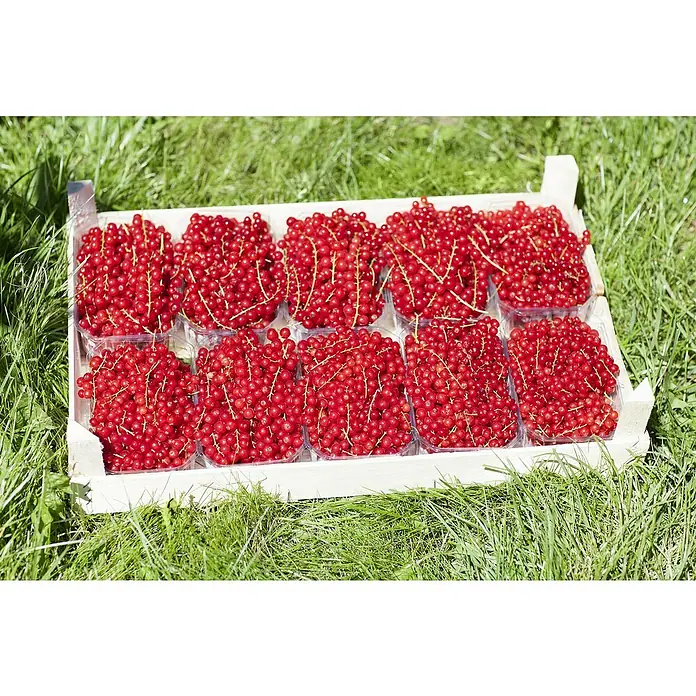 Piardino Bio Rote Johannisbeere - Ribes rubrum 'Säulenrot', Topfgröße: 23 cm, Erntezeit: Juli - Eine Holzkiste gefüllt mit vielen kleinen Schalen roter Johannisbeeren auf einem grünen Rasen, die zum Verkauf angeboten werden.
