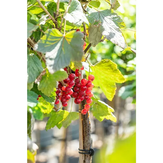Rote Johannisbeere Bio - Ribes rubrum 'Rovada', Topfgröße: 23 cm, Erntezeit: Juli - Nahaufnahme einer Pflanze mit reifen, roten Johannisbeeren, die an einem sonnigen Tag zum Pflücken einladen.