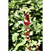 Piardino Bio Rote Johannisbeere 