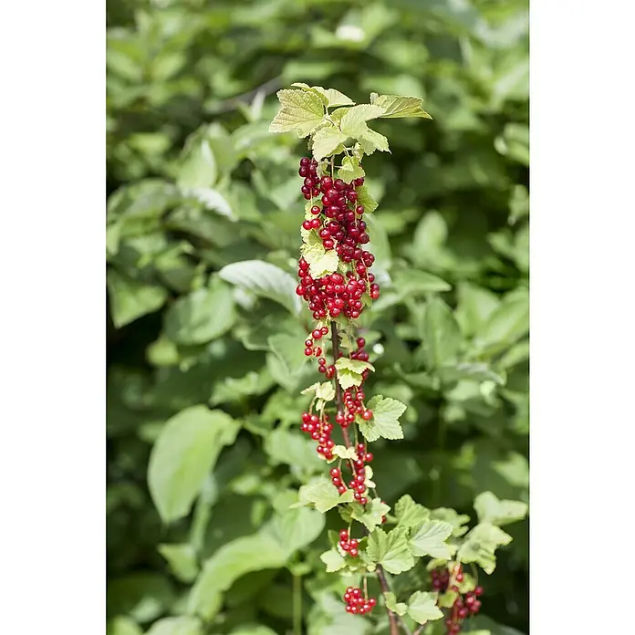 Piardino Bio Rote Johannisbeere - Ribes rubrum 'Säulenrot', Topfgröße: 23 cm, Erntezeit: Juli - Nahaufnahme von roten Johannisbeeren, die an einem Stiel mit grünen Blättern hängen, vor einem verschwommenen, grünen Hintergrund.