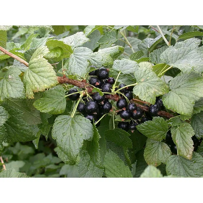 Schwarze Johannisbeere Bio - Ribes nigrum 'Titania', Topfgröße: 23 cm, Erntezeit: Juli - Schwarze Johannisbeeren reifen am Strauch, umgeben von grünen Blättern, bereit für die Ernte.