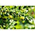 Stachelbeere Bio 