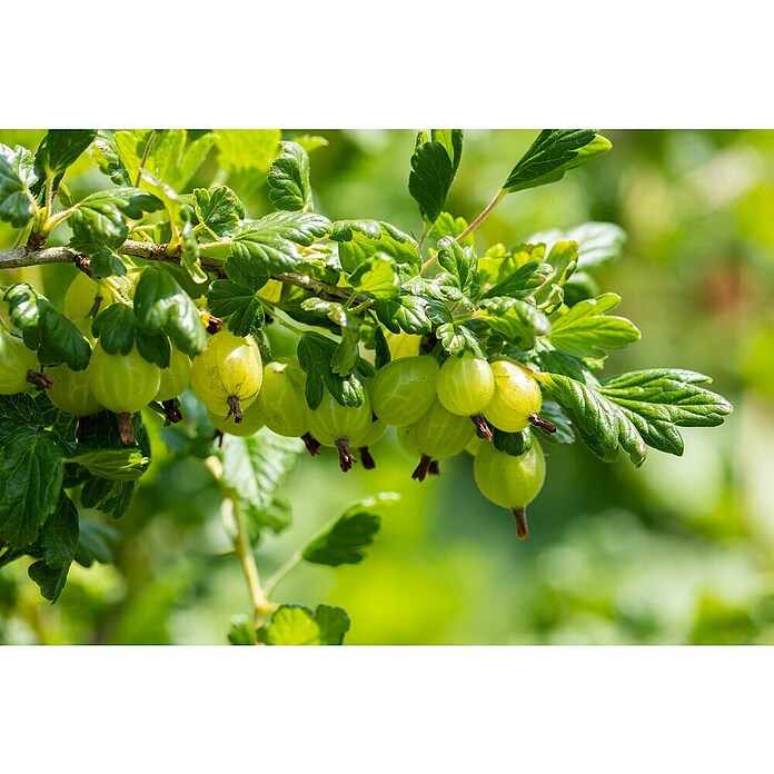 Stachelbeere Bio (Ribes uva-crispa 'Rema', Topfgröße: 23 cm, Erntezeit: Juli) | BAUHAUS