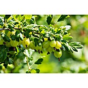 Stachelbeere Bio (Ribes uva-crispa 'Rema', Topfgröße: 23 cm, Erntezeit: Juli) | BAUHAUS