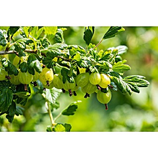 Stachelbeere Bio (Ribes uva-crispa 'Rema', Topfgröße: 23 cm, Erntezeit: Juli)