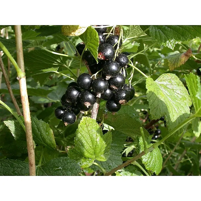 Schwarze Johannisbeere Bio - Ribes nigrum 'Titania', Topfgröße: 23 cm, Erntezeit: Juli - Nahaufnahme von reifen, glänzenden schwarzen Johannisbeeren zwischen grünen Blättern.