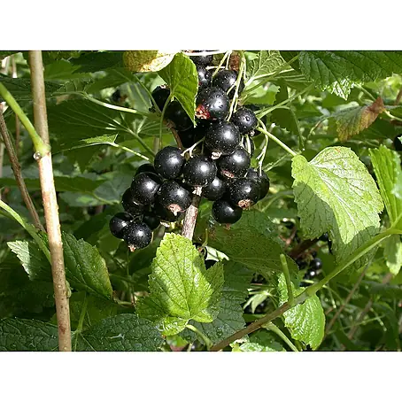 Schwarze Johannisbeere Bio