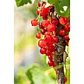 Johannisbeere Bio (Ribes rubrum 'Jonkheer van Tets', Topfgröße: 23 cm, Erntezeit: Juni) | BAUHAUS