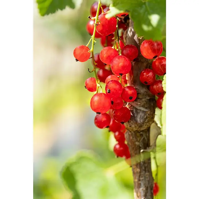 Johannisbeere Bio - Ribes rubrum 'Jonkheer van Tets', Topfgröße: 23 cm, Erntezeit: Juni - Nahaufnahme von hellroten Johannisbeeren, die an einem Ast hängen, mit lebhaftem Grün im Hintergrund.