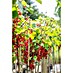 Rote Johannisbeere Bio 