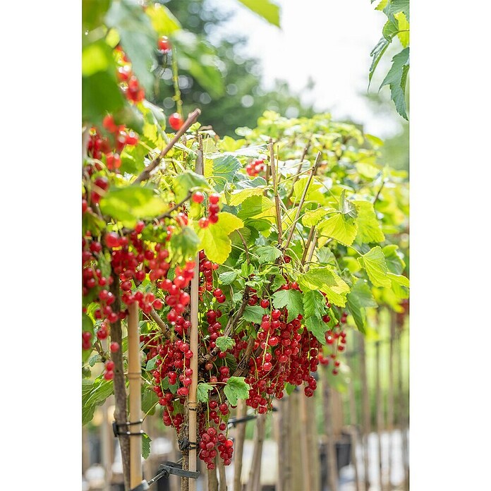 Rote Johannisbeere Bio (Ribes rubrum 'Rovada', Topfgröße: 23 cm, Erntezeit: Juli) | BAUHAUS