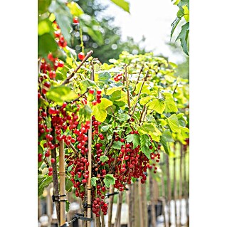 Rote Johannisbeere Bio (Ribes rubrum 'Rovada', Topfgröße: 23 cm, Erntezeit: Juli)