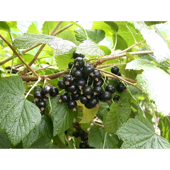 Schwarze Johannisbeere Bio - Ribes nigrum 'Titania', Topfgröße: 23 cm, Erntezeit: Juli - Nahaufnahme von einem Zweig mit reifen, glänzenden schwarzen Johannisbeeren und grünen Blättern, die Frische und Ernte hervorheben.
