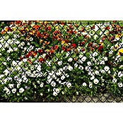 Floraworld Viereckgeflecht (L x H: 25 m x 125 cm, Anthrazit, Draht) | BAUHAUS