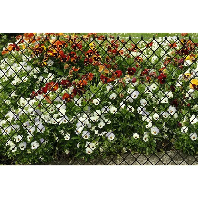 Floraworld Viereckgeflecht - L x H: 25 m x 100 cm, Anthrazit, Draht - Schwarzer Maschendrahtzaun vor einem farbenfrohen Blumenbeet mit Stiefmütterchen.