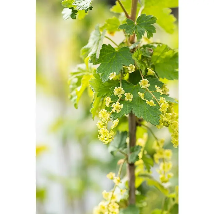 Johannisbeere Bio - Ribes rebrum 'Rosenthals Langtraubige', Erntezeit: Juli - Blühende Pflanze mit leuchtend grünen Blättern und zarten Büscheln kleiner, gelbgrüner Blüten an einem Stiel.