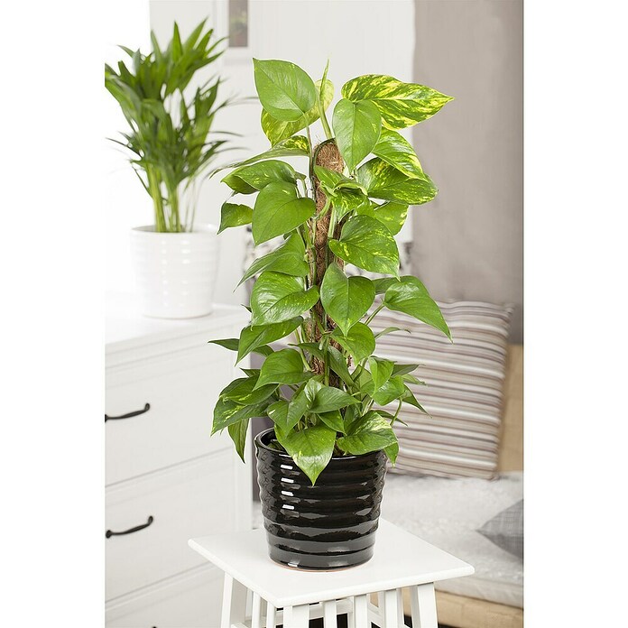 Epipremnum aureum 15Am Stab Moos 50 cm