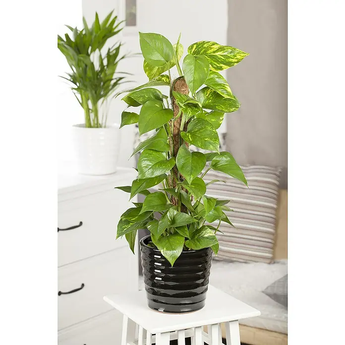 Piardino Efeutute am Stab - Epipremnum aureum, Topfgröße: 15 cm - Ein dekoratives Fensterblatt (Monstera) im schwarzen Topf und mit Kletterhilfe, das jedem Raum eine grüne Note verleiht.