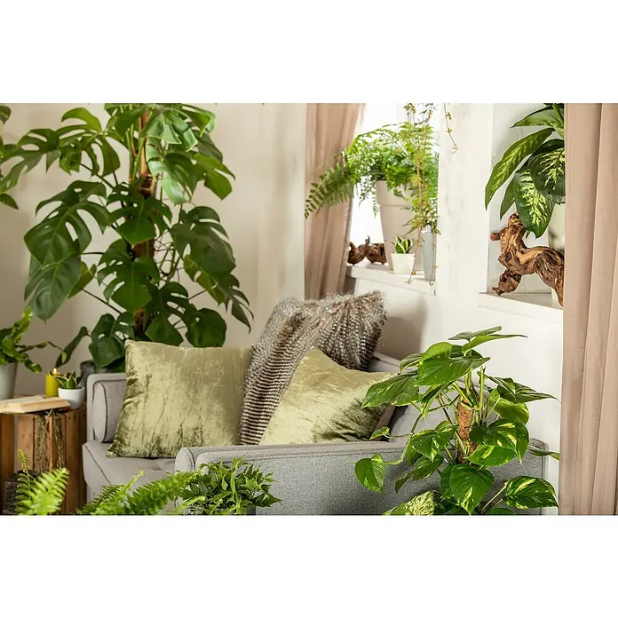 Piardino Efeutute am Stab - Epipremnum aureum, Topfgröße: 15 cm - Dekorative Wohnung mit üppigen Zimmerpflanzen, die eine grüne und natürliche Atmosphäre schaffen. Gemütliches Sofa mit Kissen und Tagesdecke.