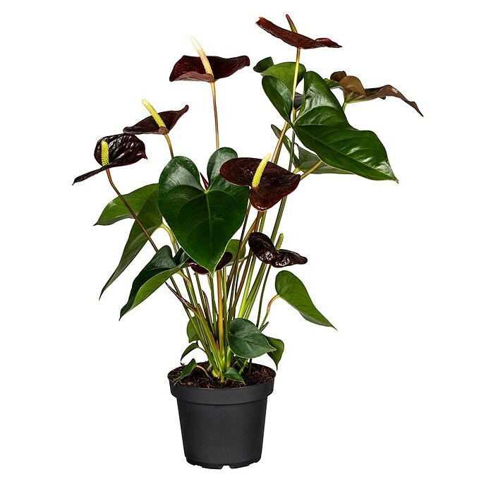 Piardino Flamingoblume (Anthurium andreanum Beauty Black, Topfgröße: 21 cm, Violett) | BAUHAUS