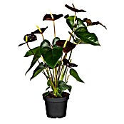 Piardino Flamingoblume (Anthurium andreanum Beauty Black, Topfgröße: 21 cm, Violett) | BAUHAUS