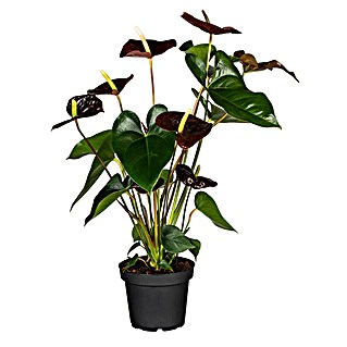 Piardino Flamingoblume (Anthurium andreanum Beauty Black, Topfgröße: 21 cm, Violett)