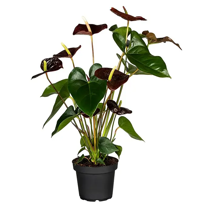 Piardino Flamingoblume - Anthurium andreanum Beauty Black, Topfgre: 21  cm, Violett online kaufen bei BAUHAUS