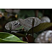 Piardino Flamingoblume (Anthurium andreanum Beauty Black, Topfgröße: 21 cm, Violett) | BAUHAUS
