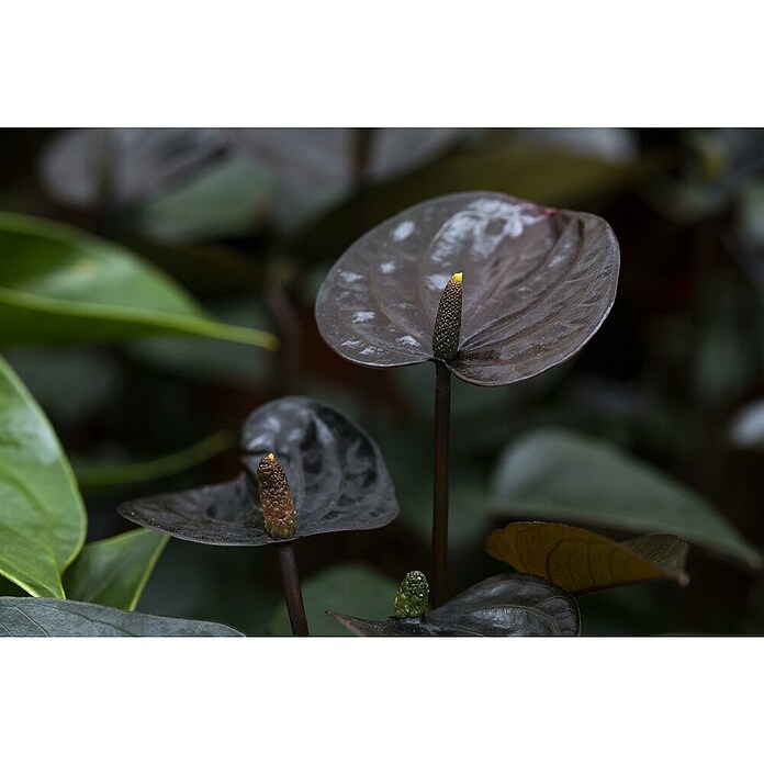 Piardino Flamingoblume (Anthurium andreanum Beauty Black, Topfgröße: 21 cm, Violett) | BAUHAUS