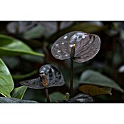 Piardino Flamingoblume (Anthurium andreanum Beauty Black, Topfgröße: 21 cm, Violett) | BAUHAUS