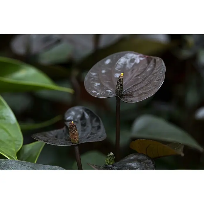 Piardino Flamingoblume - Anthurium andreanum Beauty Black, Topfgre: 21  cm, Violett online kaufen bei BAUHAUS