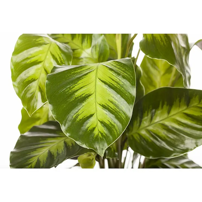 Piardino KorbmaranteCalathea fasciata, Topfgröße: 14 cm - Nahaufnahme einer Calathea-Pflanze mit auffälligen grün gestreiften Blättern.