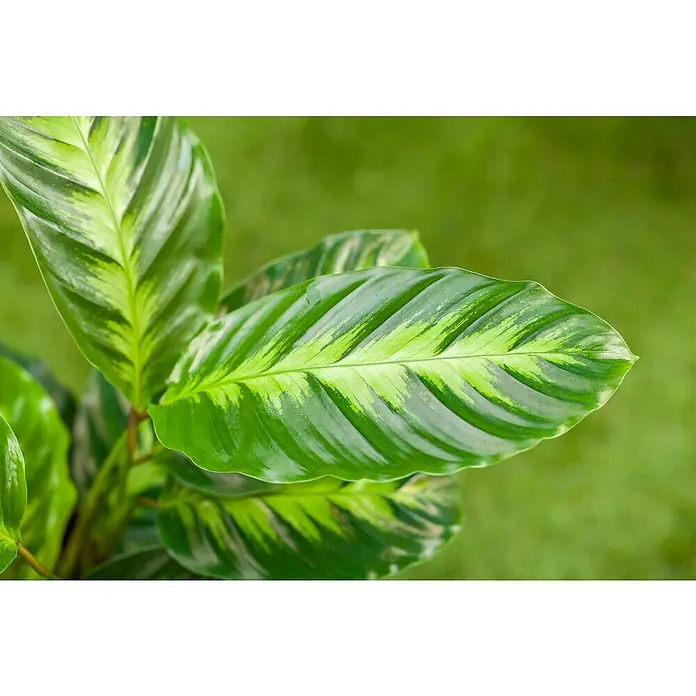 Piardino Korbmarante - Calathea fasciata, Topfgröße: 14 cm - Nahaufnahme einer Calathea ornata 'Beauty Star' Pflanze mit auffälligen, grün gestreiften Blättern vor einem grünen Hintergrund.