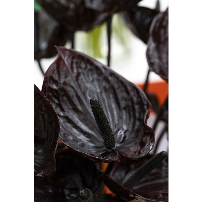 Piardino Flamingoblume (Anthurium andreanum Beauty Black, Topfgröße: 21 cm, Violett) | BAUHAUS