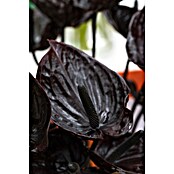Piardino Flamingoblume (Anthurium andreanum Beauty Black, Topfgröße: 21 cm, Violett) | BAUHAUS
