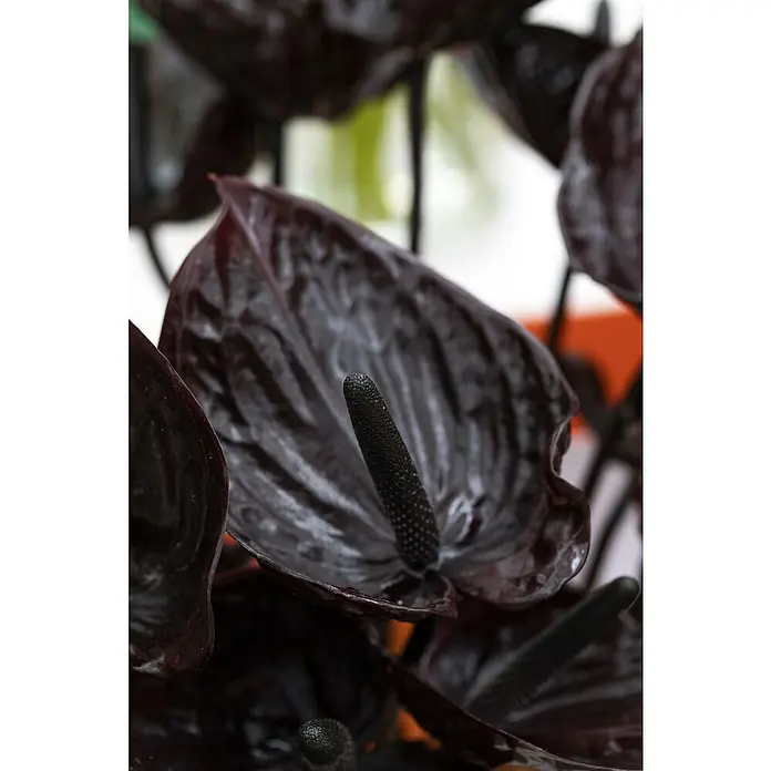 Piardino Flamingoblume - Anthurium andreanum Beauty Black, Topfgre: 21  cm, Violett online kaufen bei BAUHAUS