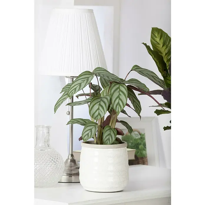Piardino KorbmaranteCalathea fasciata, Topfgröße: 14 cm - Zimmerpflanze Calathea ornata in einem weißen Topf, neben einer Lampe mit weißem Lampenschirm und einer transparenten Vase auf einem weißen Tisch.