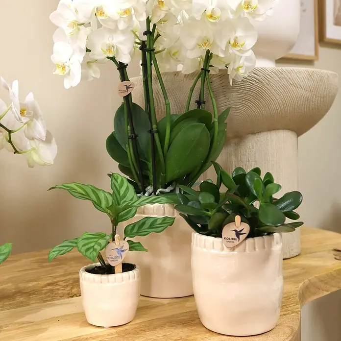 Piardino Sukkulenten in Stone Keramik - Sortenabhängig, Topfgröße: 9 cm - Eine Nahaufnahme von drei Pflanzen in Töpfen, darunter eine Orchidee und zwei grüne Pflanzen, die auf einem Holztisch arrangiert sind.