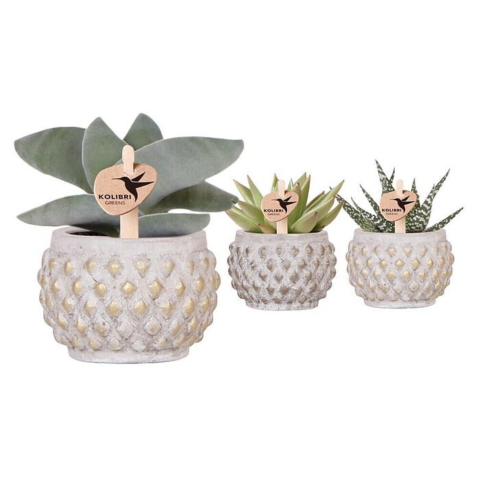 Piardino Sukkulenten in Marrakesh Keramik (Sortenabhängig, Topfgröße: 6 cm) | BAUHAUS