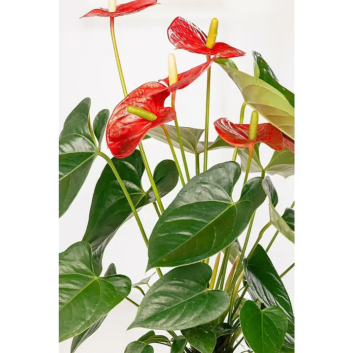 Piardino Flamingoblume - Anthurium x andreanum, Topfgröße: 21 cm, Dunkelrot - Nahaufnahme einer Anthurie-Pflanze mit leuchtend roten Blütenblättern und grünen Blättern, die ihre exotische Schönheit hervorheben.