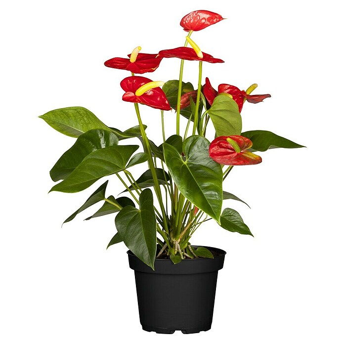 Piardino Flamingoblume (Anthurium x andreanum, Topfgröße: 21 cm, Dunkelrot) | BAUHAUS