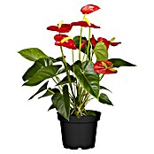 Piardino Flamingoblume (Anthurium x andreanum, Topfgröße: 21 cm, Dunkelrot) | BAUHAUS