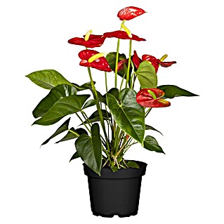 Piardino Flamingoblume (Anthurium x andreanum, Topfgröße: 21 cm, Dunkelrot)
