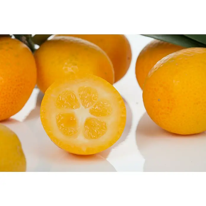 Kumquat - Citrus kumquat, Topfgröße: 20 cm - Nahaufnahme von Kumquats, wobei eine Hälfte die saftigen Segmente und die leuchtend gelbe Schale zeigt.