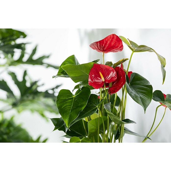 Piardino Flamingoblume (Anthurium x andreanum, Topfgröße: 21 cm, Dunkelrot) | BAUHAUS