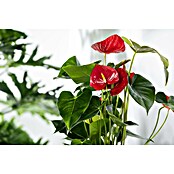 Piardino Flamingoblume (Anthurium x andreanum, Topfgröße: 21 cm, Dunkelrot) | BAUHAUS